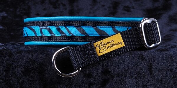 3/4 Inch Collar Teal Tiger on Black Web with Teal Leather and Chrome Hardware