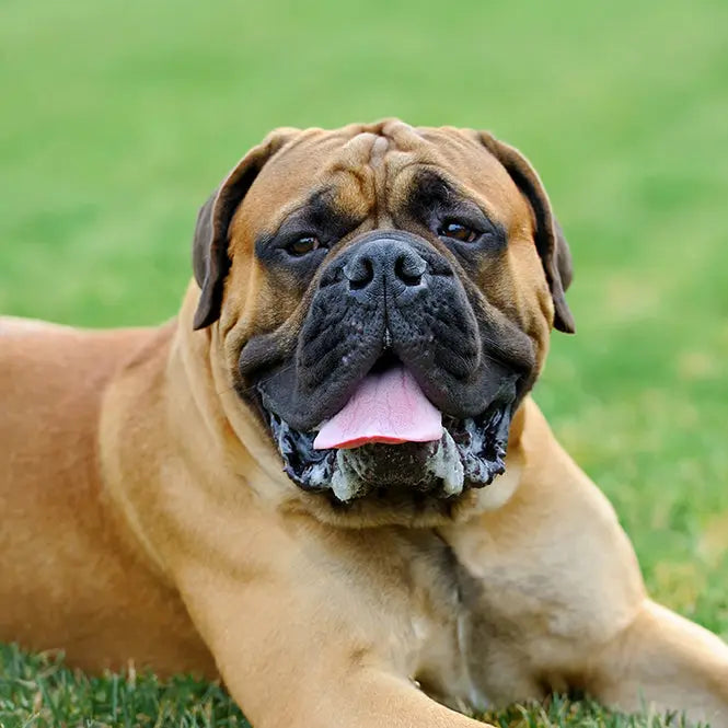 26"+ Collar Size Increase Keeper Collars