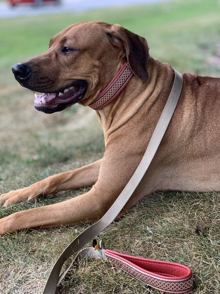 Hidden pinch shop collar for dogs