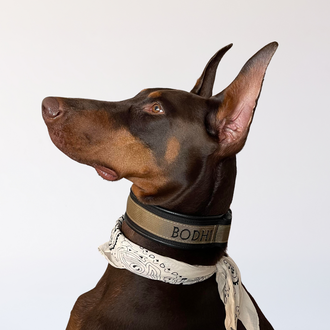 1 1/2 Inch Custom Embroidered Flat Leather Lined Collar