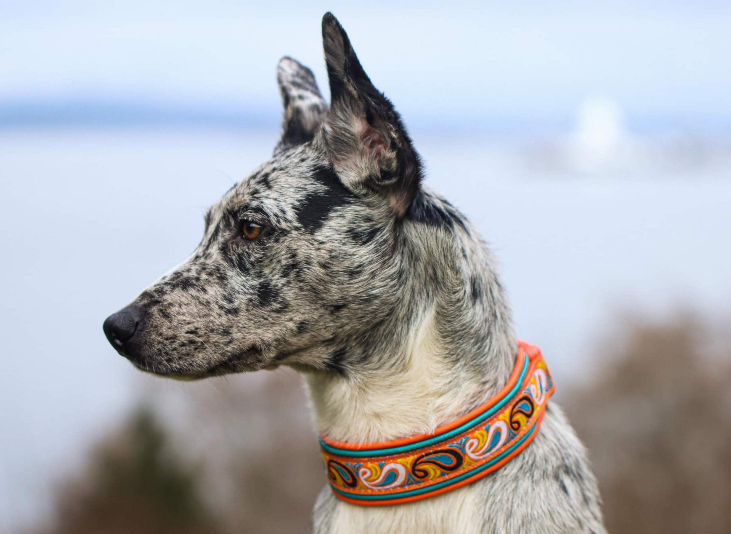 Personalized Dog Collar Embroidered With Pet Name and Phone -  Norway