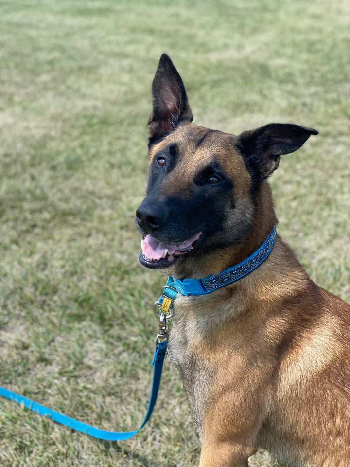 Gallery Keeper Collars