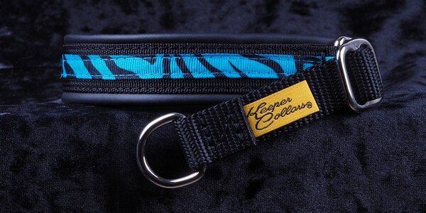 3/4 Inch Collar Teal Tiger on Black Web with Black Leather and Chrome Hardware