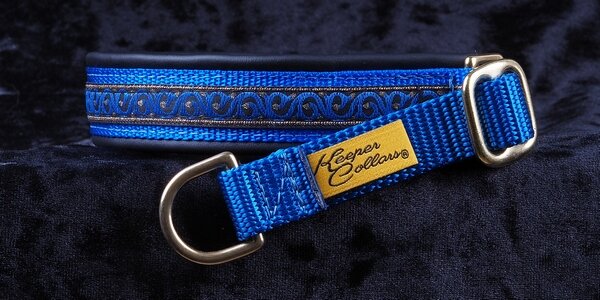 3/4 Inch Collar Gold and Blue Scroll on Royal Blue Web with Black Leather and Brass Hardware
