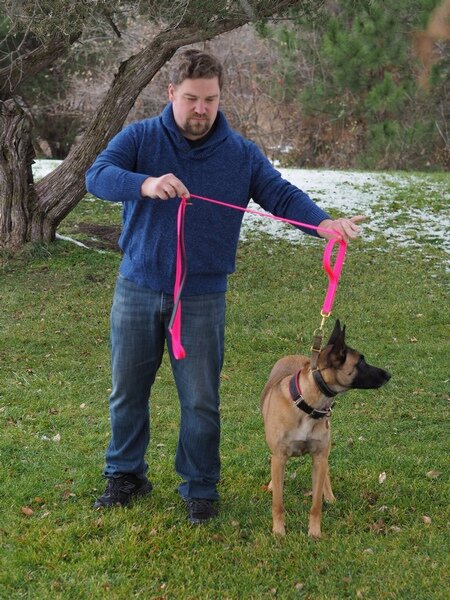 Belgian malinois hot sale terrier mix